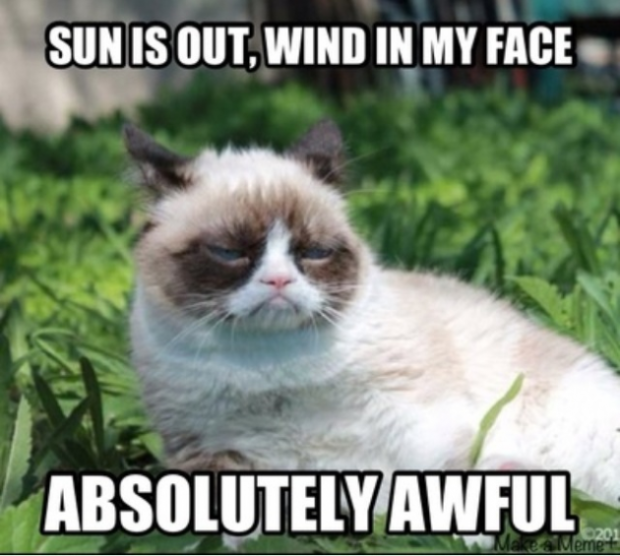 3-11-grumpy-cat-in-sun-Facebook-630x565.png